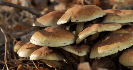 Mushrooms in the wild forest