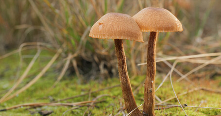 Mushrooms in the wild forest