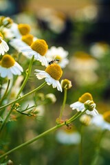 Vertical macro shot of common daisies (Bellis perennis) against a blurred background © No Body/Wirestock Creators