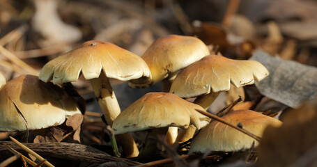 Mushrooms in the wild forest