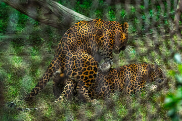 Mating pair of leopards in cage