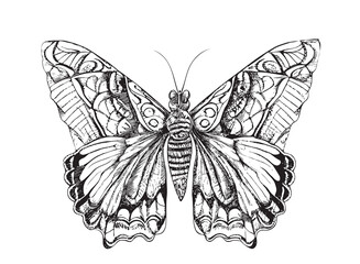 Beautiful butterfly hand drawn sketch Insects Vector illustration.
