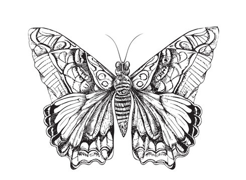 Beautiful butterfly hand drawn sketch Insects Vector illustration.