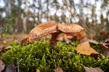 A close-up of the lamellar, inedible fungus among fallen leaves in a forest during autumn