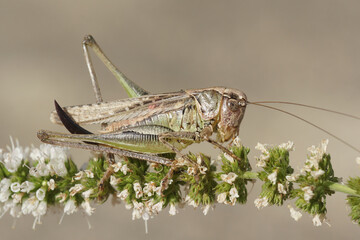 Closeup on a brown Mediterranean long-horned grasshopper, Platycleis sabulosa sitting on white flower