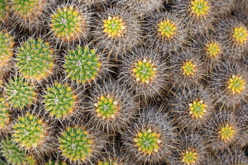 View on a cactus in the Garden of Cactus on the island of Lanzarote in the Canary Islands