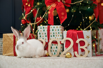 Front view of cute, furry rabbit sitting on white carpet near christmas tree. Animal, symbol of new year 2023 posing near present and gift boxes. Concept of new year and holidays.