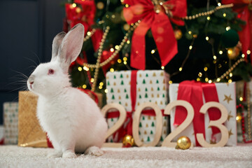 Side view of white rabbit sitting near decorated christmas tree. Animal, symbol of new year 2023 posing indoors in decorated room. Concept of new year, christmas and celebration.