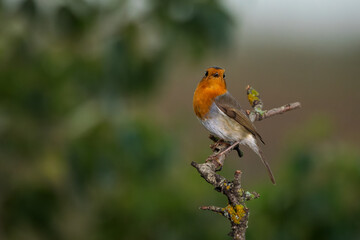 European robin (Erithacus rubecula).