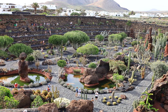View on a cactus in the Garden of Cactus on the island of Lanzarote in the Canary Islands
