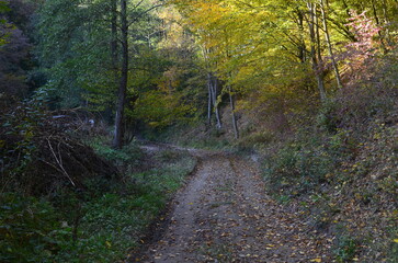 Road in the autumn forest