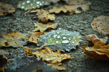 an autumn leaf with big, frozen raindrops upon it
