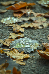 an autumn leaf with big, frozen raindrops upon it
