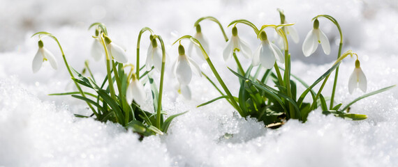 Snowdrop flowers blooming in snow covering