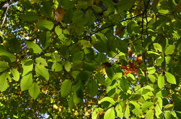 Green leaves in the autumn forest
