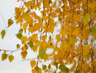 Autumn birch leaves close up.