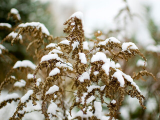 Dried Canadian Goldenrod - Solidago canadensis in wintertime.