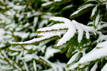 Spruce branches covered with snow.