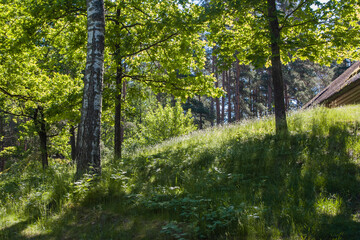 Fototapeta premium hill in the forest with green grass topped by a wooden house on a warm summer day.