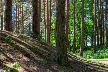 hill in a pine forest on which black shadows fall from the sun shining through the pine trees