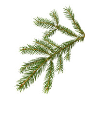 Obraz premium Fir tree branch. Pine twig.