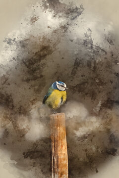 Digital watercolor painting of Gorgeous Spring landscape image of Blue Tit Cyanistes Caeruleus bird in forest perched on tree branch