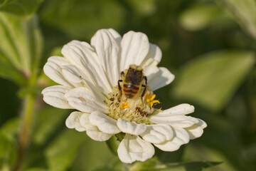 Bee on a White Flower