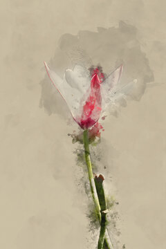 Digital watercolor painting of Beautiful Spring image of Tulipa Clusiana Annika flower in colorful English country garden landscape setting