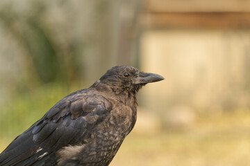 Close up of a Crow