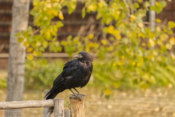 Crow perched on a Fence
