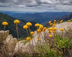 Closeup of Billy buttons, yellow wild flowers, Craspedia on the edge of the Australian Alps range