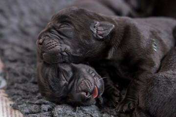 Two black labrodor puppies 