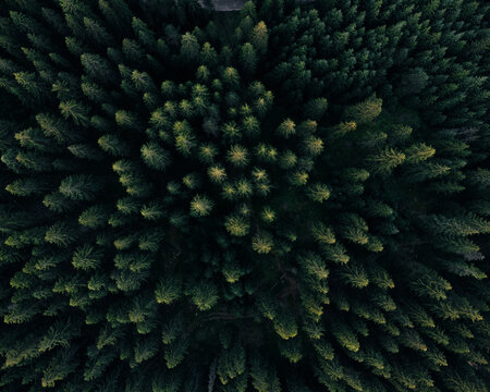 Forest above © Иван Димитров
