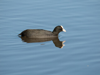 Coot, Fulica atra