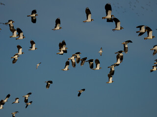 Northern lapwing, Vanellus vanellus