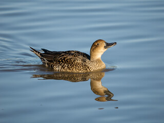 Northern pintail, Anas acuta