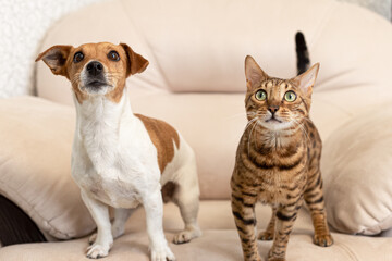 Jack Russell Terrier dog and Bengal cat. Purebred dog and cat. Animal themes