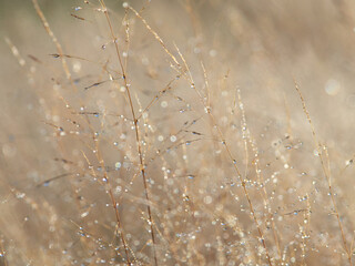 Dew drops on grass in backlight after rain in meadow.