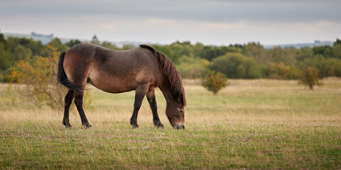 Grazing Pony