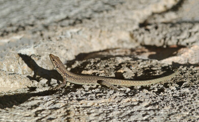 A female Spiny-Tailed Lizard (Darevskia rudis) warning on a stone