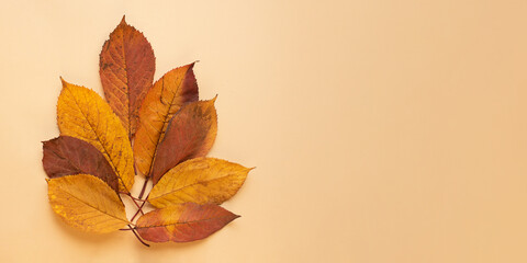 Fototapeta na wymiar Dry autumn leafs on pastel background.Banner with negative space.