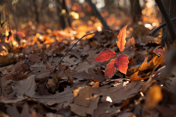 Closeup photography of golden autumn leafs in sunlight.