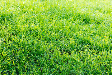Green grasses after a rain in autumn