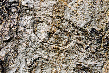 Reptilean eye-shaped texture on the bark of an African coral tree