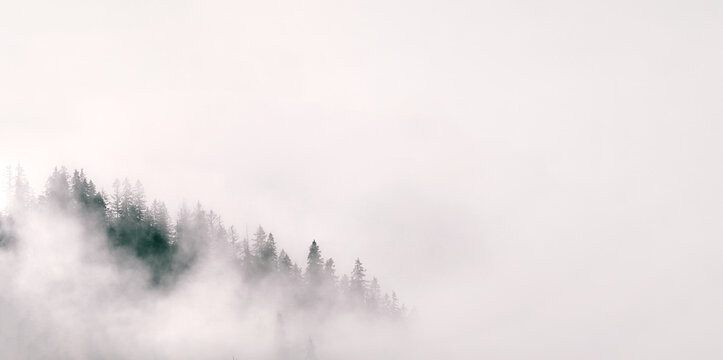 Misty landscape with fir forest. The concept of misterious woods for banner usage.