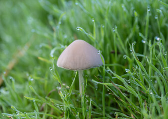 mushroom in the green grass