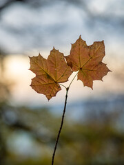 Autumn leaf in the forest