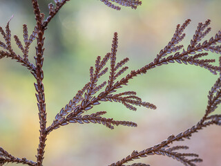 Autumn juniper needels in the forest