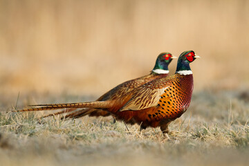 Common pheasant Phasianus colchius Ring-necked pheasant in natural habitat, grassland in early winter