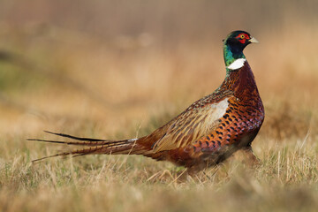 Common pheasant Phasianus colchius Ring-necked pheasant in natural habitat, grassland in early winter